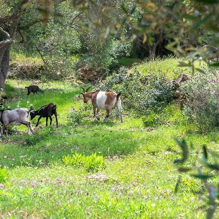 Lägenhet Galenzana Marina di Campo