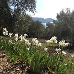 Galenzana